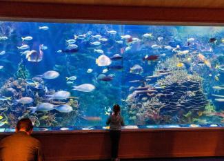 Guía completa para visitar el Oceanogràfic con niños