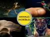 Animales increíbles para niños