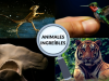 Animales increíbles para niños
