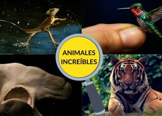 Animales increíbles para niños