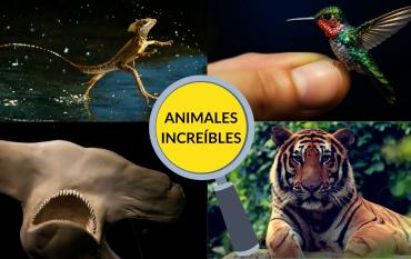 Animales increíbles para niños en vídeo