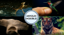 Animales increíbles para niños: 4 especies con habilidades sorprendentes