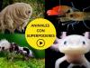 animales con superpoderes para niños en vídeo