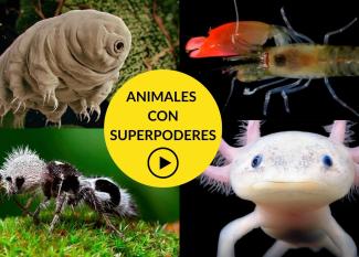 animales con superpoderes para niños en vídeo
