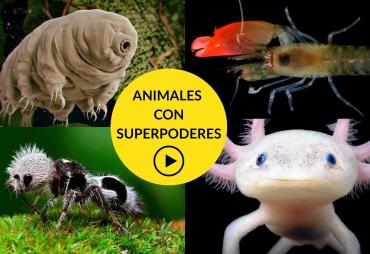 Animales con superpoderes para niños en vídeo