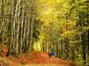 Los bosques más espectaculares en otoño con niños