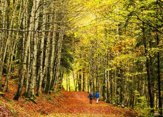 Los bosques más espectaculares en otoño con niños