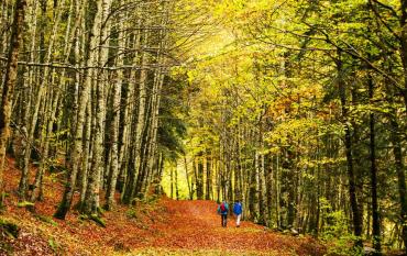 El espectáculo del otoño en España: 10 bosques mágicos y sencillos para explorar con niños