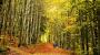 El espectáculo del otoño en España: 10 bosques mágicos y sencillos para explorar con niños
