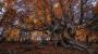 El precioso castañar para ir con niños que esconde un árbol de 500 años