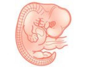 Semana 7 de embarazo: cambios en el bebé