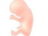 Semana 13 de embarazo. Desarrollo del bebé