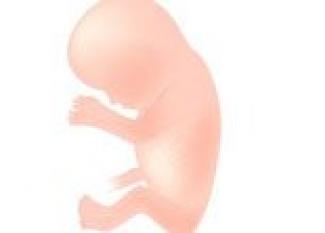 Semana 13 de embarazo. Desarrollo del bebé