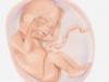 Desarrollo del bebé en la semana 20 de embarazo