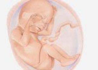 Desarrollo del bebé en la semana 20 de embarazo