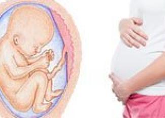 El desarrollo del bebé en la semana 24 de embarazo