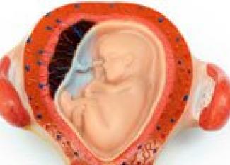 Desarrollo del bebé en la semana 15 de embarazo
