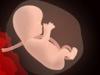 Desarrollo del bebé en la semana 19 de embarazo