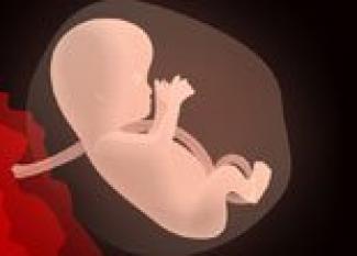 Desarrollo del bebé en la semana 19 de embarazo
