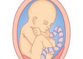 Desarrollo del bebé en la semana 26 de embarazo