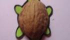 Nut shell turtle