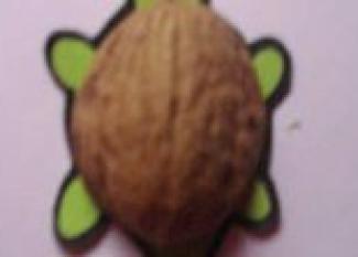 Nut shell turtle