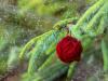 Bola de lana para el árbol de Navidad. Manualidades infantiles