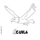 Aguila