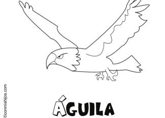Aguila