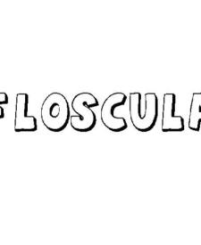 FLÓSCULA