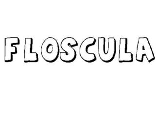 FLÓSCULA