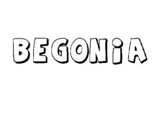 BEGONIA