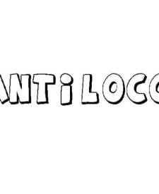 ANTILOCO