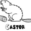 Castor