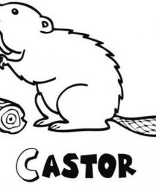 Castor