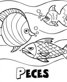 Peces nadando