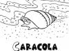 Caracola