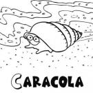 Caracola