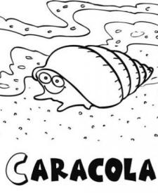 Caracola