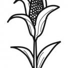 Dibujo de maíz para imprimir y colorear. Dibujos de alimentos para niños