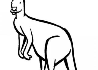 Dibujos infantiles de canguro para colorear por los niños