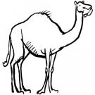 Camello para colorear. Dibujos de animales para niños