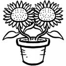 Dibujos de girasoles para colorear por los niños. Imágenes de flores