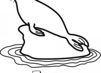 Dibujo de una foca para colorear. Imágenes gratis de animales