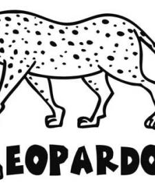 Leopardo