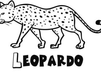 Leopardo