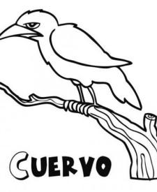 Dibujos de cuervos para colorear. Imágenes de aves para pintar