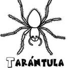 Tarántula para colorear. Dibujo de Halloween