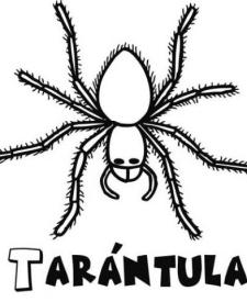 Tarántula para colorear. Dibujo de Halloween