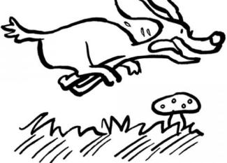 Perro corriendo